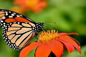 brazos-valley-museum’s-annual-wish-upon-a-butterfly-july-25th!